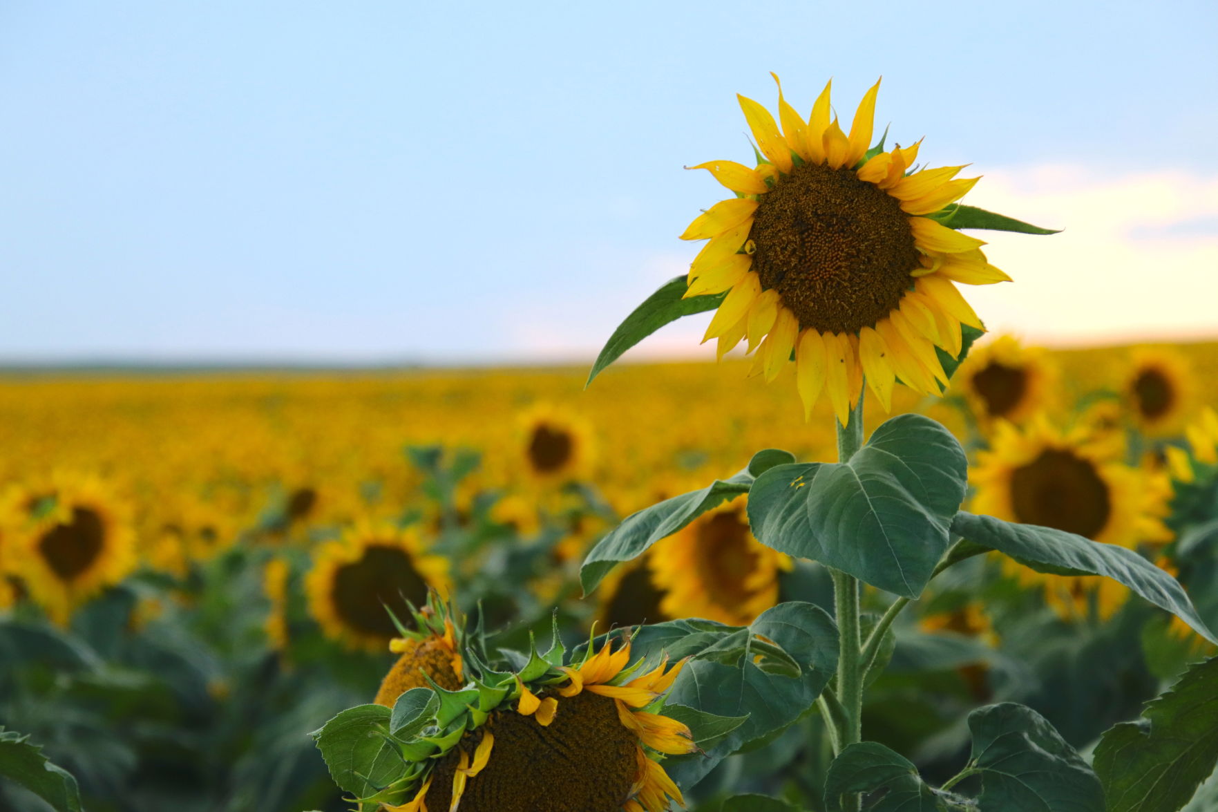 Flower Field